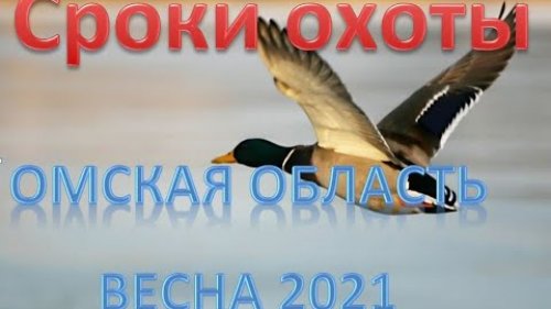 Сроки весенней охоты 2021 в Омской области.