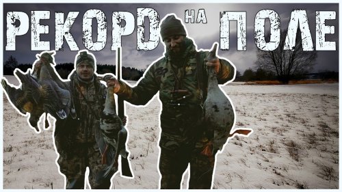 Рекорд на охоте в поле с манком Гуси 2021