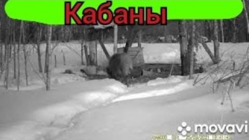 Кабаны на кормушке
