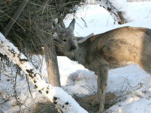 Депутаты заксобрания Новосибирской области внесут изменения в закон об охоте