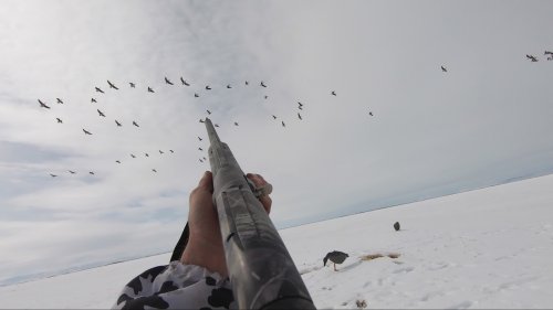Весенняя охота на гусей 2021. Охота на Камчатке. Пенжина. Goose hunting. Spring hunt in Kamchatka.