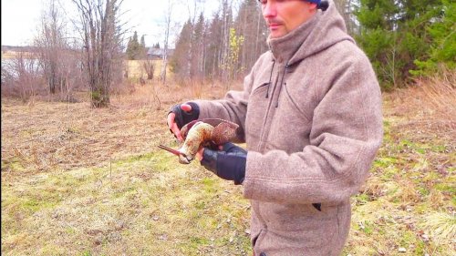 РАЗДЕЛКА ВАЛЬДШНЕПА. ЭТОТ КУЛИК ВЕСИТ ВСЕГО 295 ГРАММ.