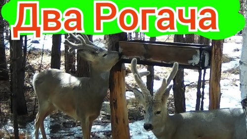 КОСУЛИ НА СОЛОНЦЕ. ДВА РОГАЧА