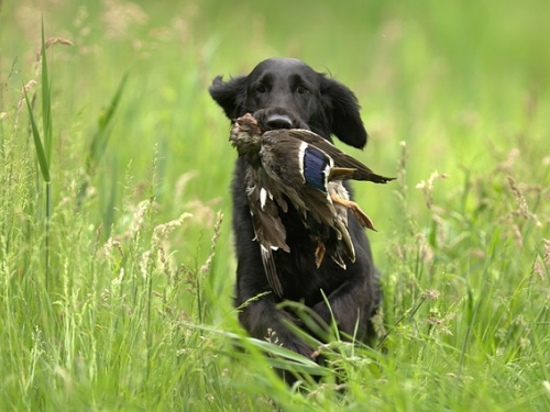 В Новосибирской области с середины июня начнут выдавать охотничьи разрешения