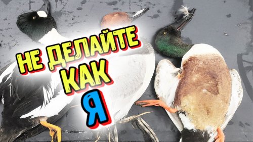 Самая Короткая Весенняя Охота На Утку. Не Стоит Этого Делать С Ружьем. Смотреть До Конца.
