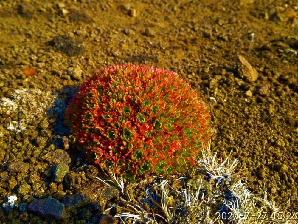 Арктический цветок шарообразной формы