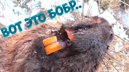 Охота на бобра. Взят крупный бобр
