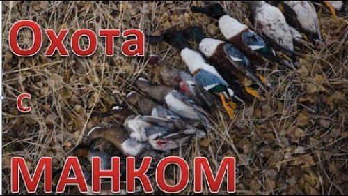 Охота на уток с МАНКОМ и махокрылом. Отличный результат