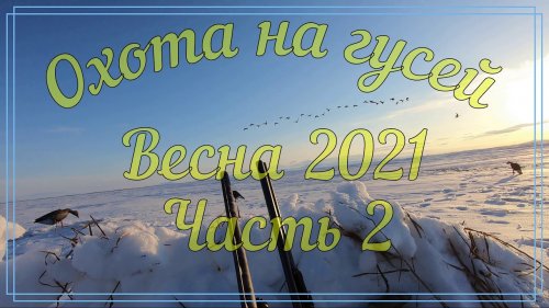 Охота на гусей, весна 2021. Часть 2. Камчатка, Пенжина. Goose hunting. Spring hunt in Kamchatka.