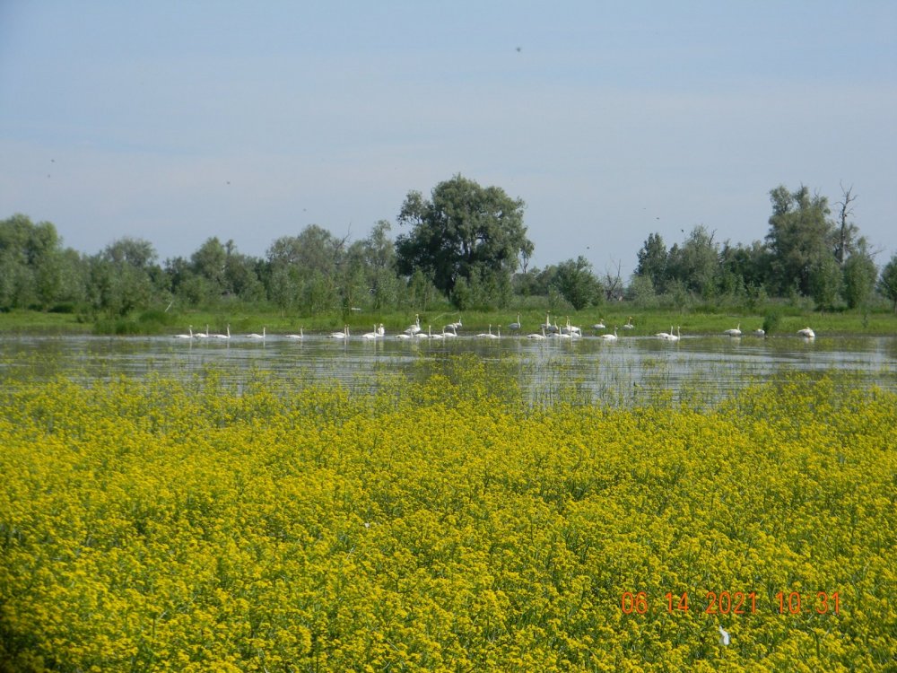 Лебеди кликуны