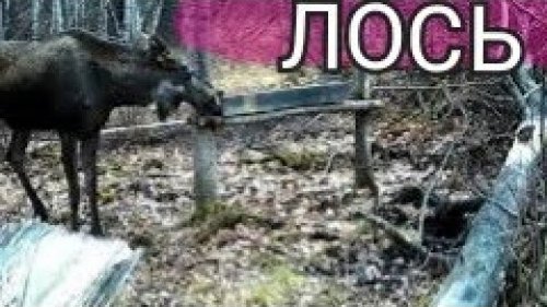 ЛОСЬ ВЕСНОЙ НА СОЛОНЦЕ.