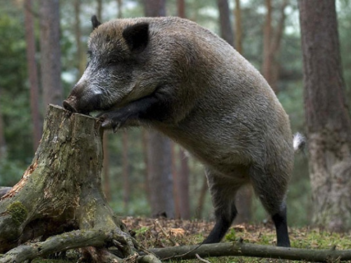 Алтайские охотники могут получить разрешение на добычу дичи, волка, бурого медведя и кабана
