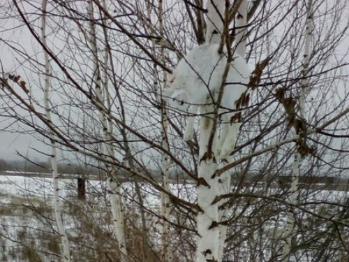 Федька, Шарик и Косой