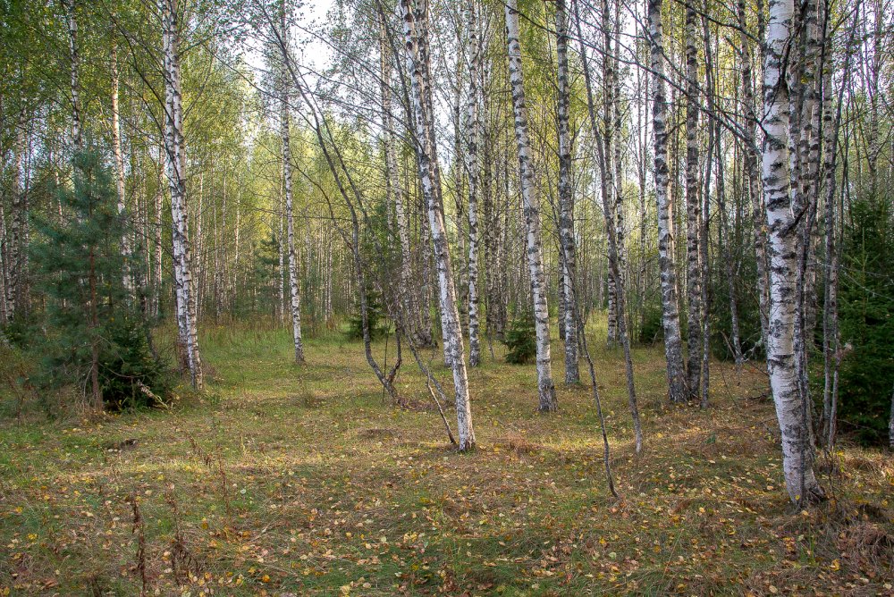 Лесная прогулка.