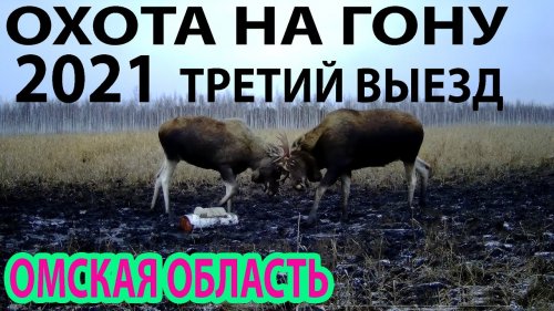 Охота на гону 2021 Третий выезд Омская область
