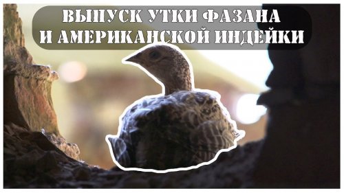 Биотехния Американской индейку Фазана Утки