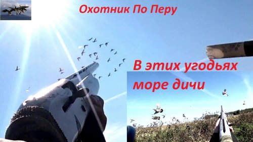 Охота на уток "Утки, куропатки повсюду "