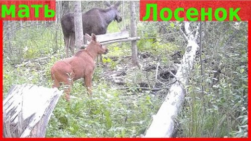 Лось на солонце