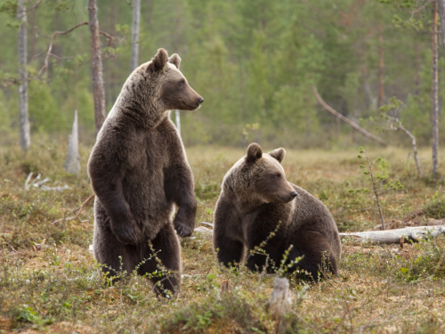 В Томской области медведи выходят к людям