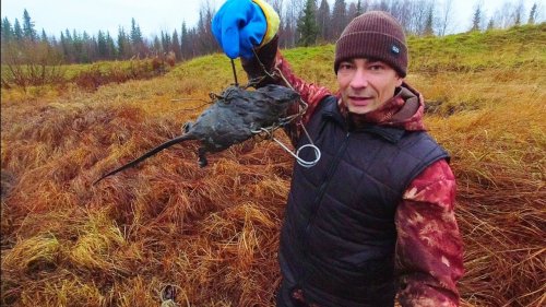 ОХОТА НА ОНДАТРУ ГУМАННЫМИ КАПКАНАМИ. ЭТУ КРЫСУ Я БУДУ ЕСТЬ)