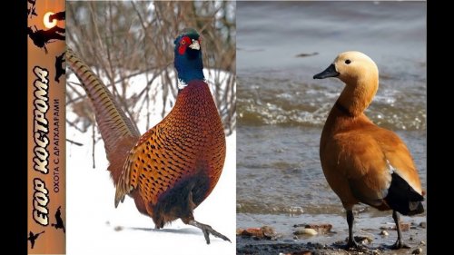 Охота на фазана и огаря (атайку) по первому снегу. Начало ноября 2021г.