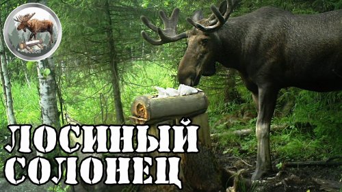 Солонец для лосей