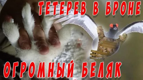 Добыли 2х зайцев, тетерев в броне