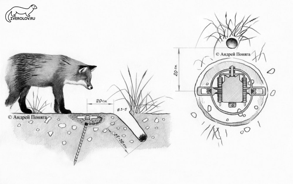 Охота на лису капканами