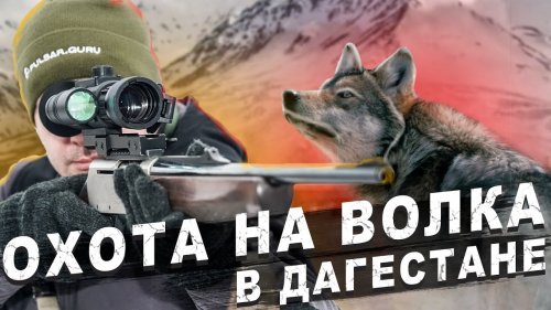 Охота на ВОЛКОВ И ШАКАЛОВ в Дагестане, ЖАРА 2021, серия первая.