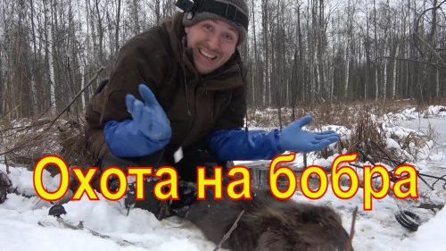 Охота на бобра КП-320 castor fiber #8