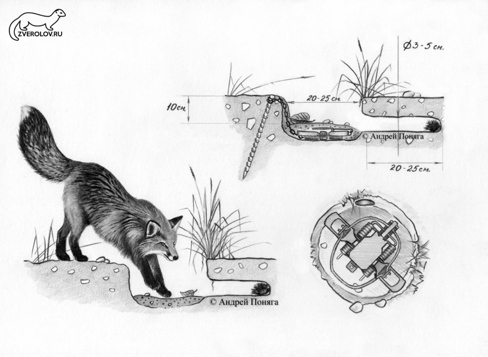 Живоловушки: схемы, практика применения. - Траппинг - Hunting Club