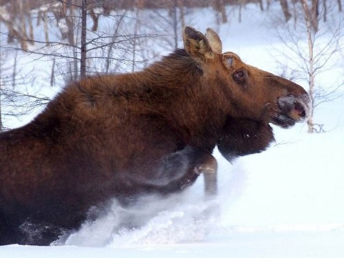 Минприроды Алтайского края проверяет информацию о незаконной добыче лося в Тогульском районе