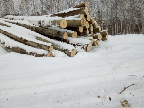 Вырубка леса в Новосибирской области