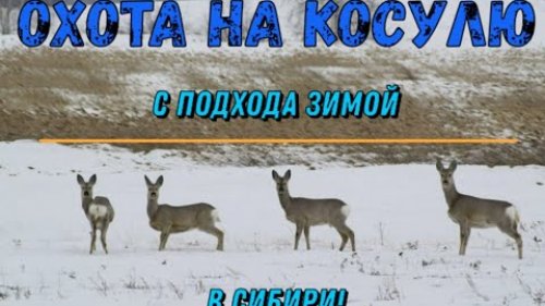 Охота на косулю с подхода зимой в Сибири 2021!