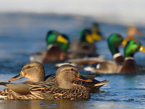 Выдача разрешений на весеннюю добычу птиц в Омской области стартует в понедельник.