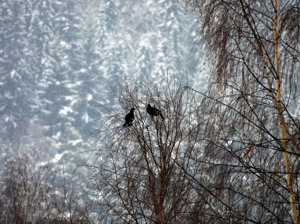 Птицы в снегопад