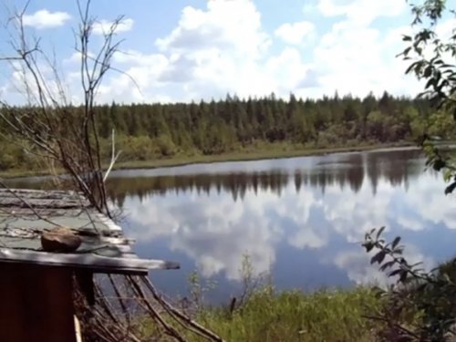 В краю непуганых топтыгиных.