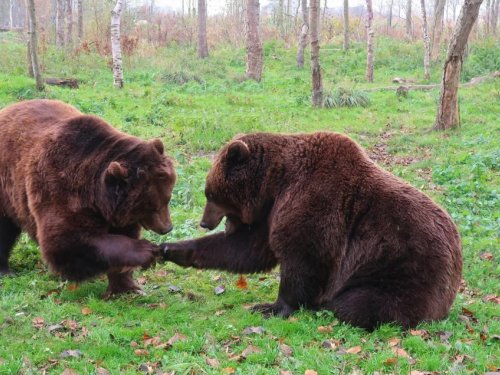 Сезон весенней охоты на медведя начнется в Томской области в понедельник