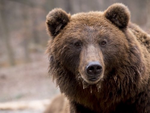 В Омской области в двух районах охотникам разрешили добыть около 200 медведей