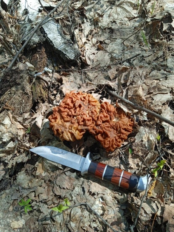 весенние грибы.