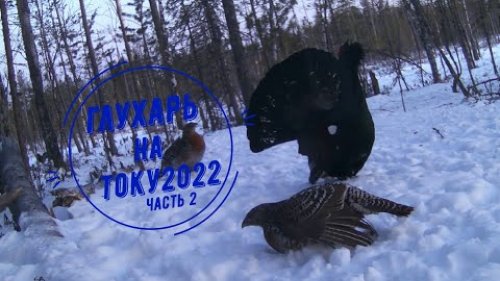 Глухарь на току 2022.Часть 2.