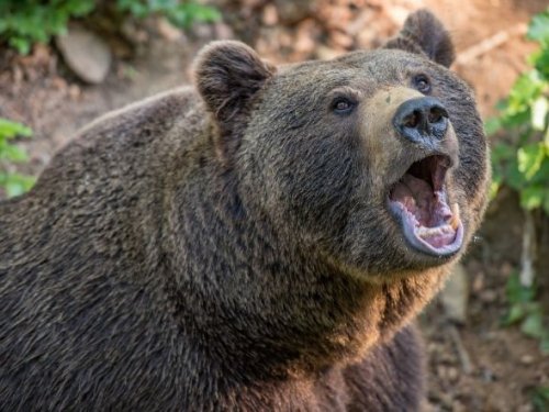 Активизация медведей, нашествие бакланов и бобров, вспышка африканской чумы у кабанов и другие новости мира дикой природы