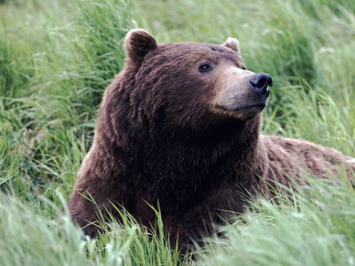 Омским охотникам разрешили добыть около 600 бурых медведей