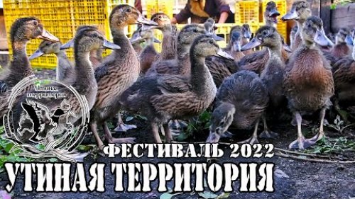 Утиная территория 2022