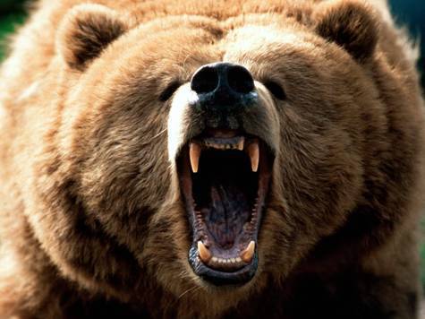 В Омской области планируют активнее отстреливать медведей