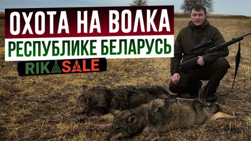 Охота на волка в Республике Беларусь. И козы целы и волков побили.