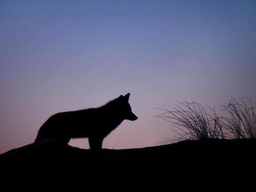 В Бурятии разрешат охоту на волков и кабанов Поделиться