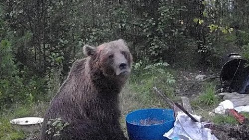 Четыре дня на медвежьей приваде