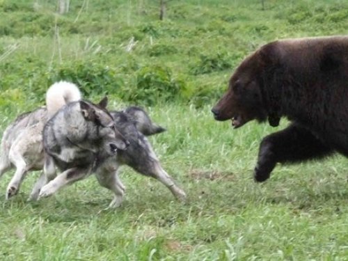 Охотники выслеживают медведя между Синим Утесом и Аникино под Томском