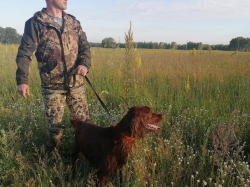 В Бердске открылась зона нагонки и натаски охотничьих собак – третья в регионе